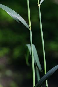 Sweet Wood Reed, Stout Wood Reed /
Cinna arundinacea